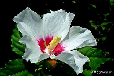 芙蓉产品的种类和芙蓉的种类是什么？