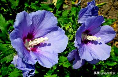 芙蓉产品的种类和芙蓉的种类是什么？