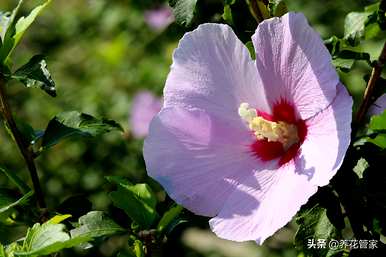 芙蓉产品的种类和芙蓉的种类是什么？