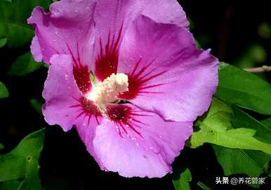 芙蓉产品的种类和芙蓉的种类是什么？
