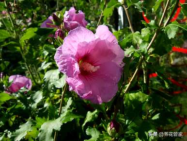 芙蓉产品的种类和芙蓉的种类是什么？