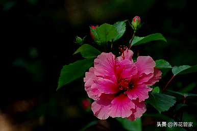 芙蓉产品的种类和芙蓉的种类是什么？