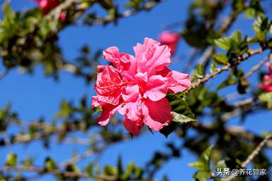芙蓉产品的种类和芙蓉的种类是什么？