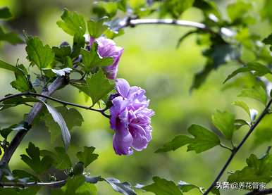 芙蓉产品的种类和芙蓉的种类是什么？