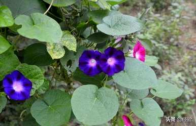 牵牛花种子在哪里，牵牛花种子什么时候种？