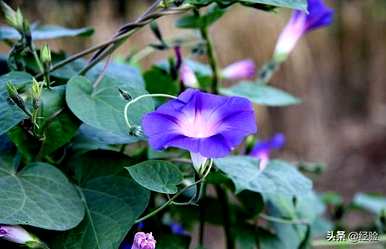 牵牛花种子在哪里，牵牛花种子什么时候种？