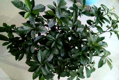 栀子花疯长不开花怎么办？栀子花怎么总是不开花呢？