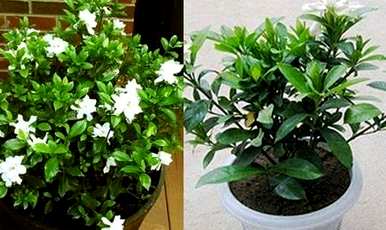 栀子花疯长不开花怎么办？栀子花怎么总是不开花呢？