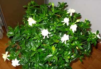 栀子花疯长不开花怎么办？栀子花怎么总是不开花呢？
