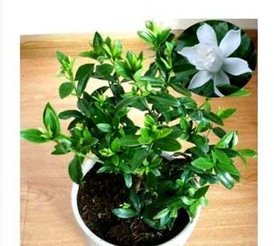 栀子花疯长不开花怎么办？栀子花怎么总是不开花呢？