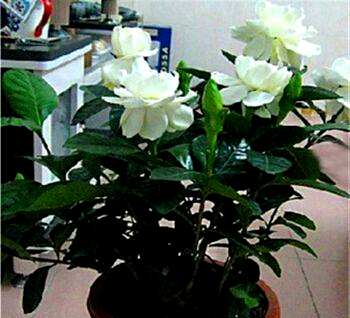 栀子花疯长不开花怎么办？栀子花怎么总是不开花呢？