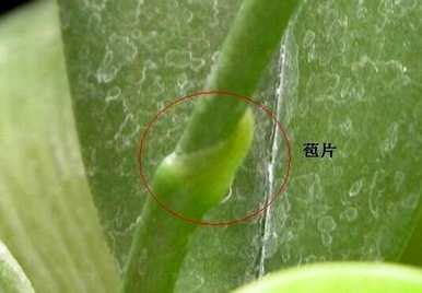 蝴蝶兰花梗用什么介质繁殖，蝴蝶兰花梗的繁殖方法是什么？