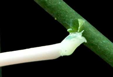 蝴蝶兰花梗用什么介质繁殖，蝴蝶兰花梗的繁殖方法是什么？