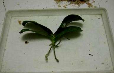 蝴蝶兰花梗用什么介质繁殖，蝴蝶兰花梗的繁殖方法是什么？