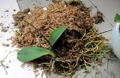 蝴蝶兰花梗用什么介质繁殖，蝴蝶兰花梗的繁殖方法是什么？