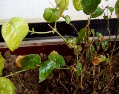 茉莉花冬天干了，来年会发芽吗？茉莉花冬天叶子干了怎么办？