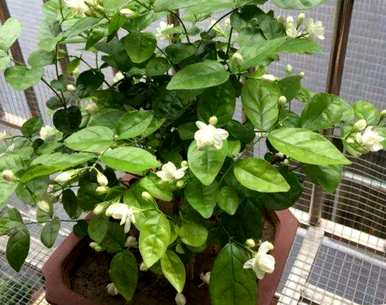 茉莉花冬天干了，来年会发芽吗？茉莉花冬天叶子干了怎么办？