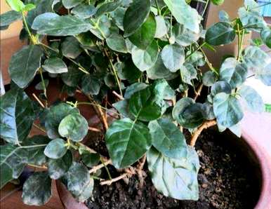 茉莉花冬天干了，来年会发芽吗？茉莉花冬天叶子干了怎么办？