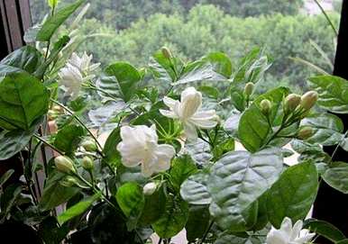 茉莉花冬天干了，来年会发芽吗？茉莉花冬天叶子干了怎么办？