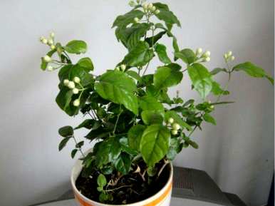 茉莉花冬天干了，来年会发芽吗？茉莉花冬天叶子干了怎么办？