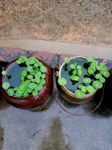 水下养什么植物容易养，水下生长的植物有哪些？