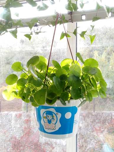 水下养什么植物容易养，水下生长的植物有哪些？