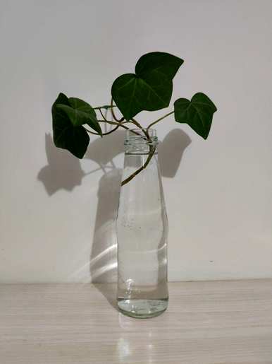 水下养什么植物容易养，水下生长的植物有哪些？