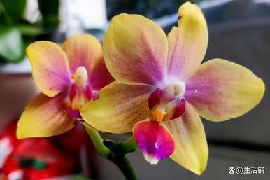 蝴蝶兰怎样才能发出多把花剑？蝴蝶兰花剑在12月应该长多久？