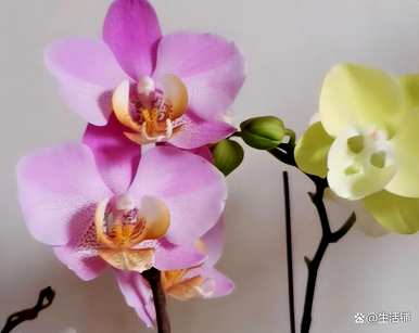 蝴蝶兰怎样才能发出多把花剑？蝴蝶兰花剑在12月应该长多久？