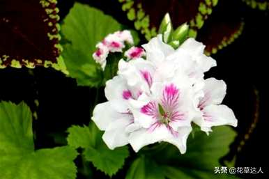 蝴蝶梅开花后从哪里剪掉，蝴蝶梅的养殖方法及注意事项