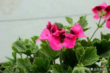 蝴蝶梅开花后从哪里剪掉，蝴蝶梅的养殖方法及注意事项