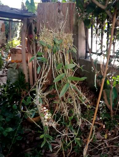 耐阴耐寒的庭院植物有哪些？
