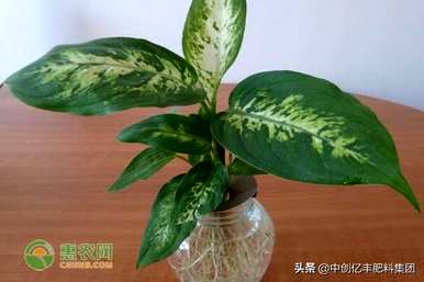 万年青怎么种才茂盛，万年青怎么养才茂盛？