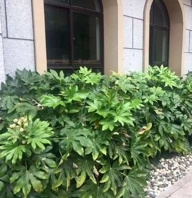 耐阴耐寒的庭院植物有哪些？