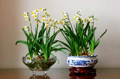 四季水仙花水培养殖方法，四季水仙花水培养殖方法