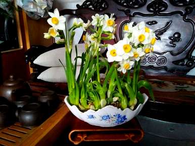 四季水仙花水培养殖方法，四季水仙花水培养殖方法