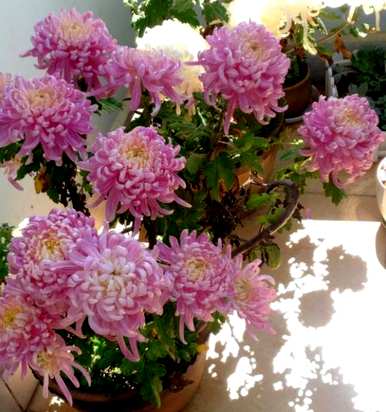 菊花怎么修剪？如何修剪独杆菊花？