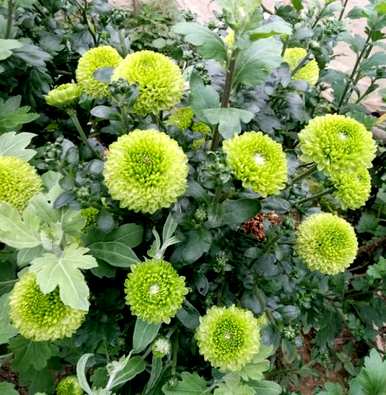菊花怎么修剪？如何修剪独杆菊花？