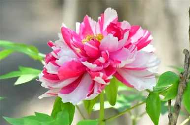 牡丹的花语是什么，牡丹的花语是什么？