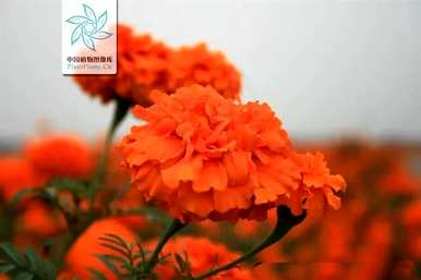 万寿菊的形态特征，万寿菊的介绍和特点