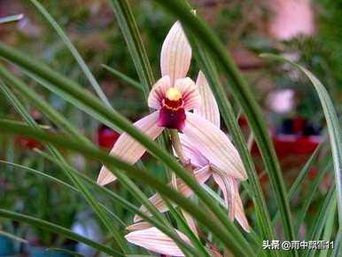 如何养盆栽卷瓣兰，介绍斑唇卷瓣兰