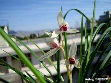 如何养盆栽卷瓣兰，介绍斑唇卷瓣兰