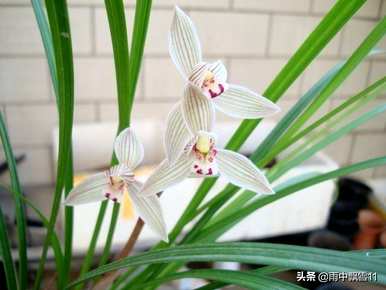 如何养盆栽卷瓣兰，介绍斑唇卷瓣兰