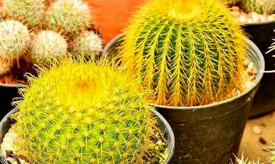 如何移栽金虎仙人球，如何种植金虎仙人球
