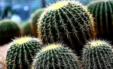 如何移栽金虎仙人球，如何种植金虎仙人球