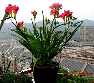如何种植小苍兰球，如何种植和维护小苍兰球