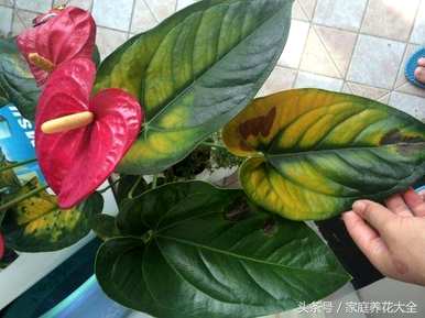 红掌叶黄烂叶怎么办？红掌浇水后，叶子突然变黄