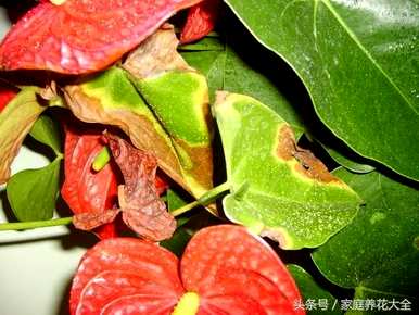 红掌叶黄烂叶怎么办？红掌浇水后，叶子突然变黄