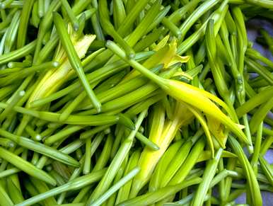 院子里种黄花菜好吗？什么季节种黄花菜？