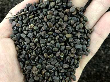 槐花什么时候开花，黄槐花什么时候开花？